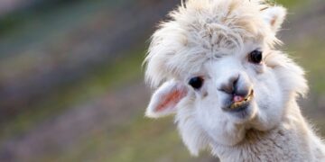 Llama
